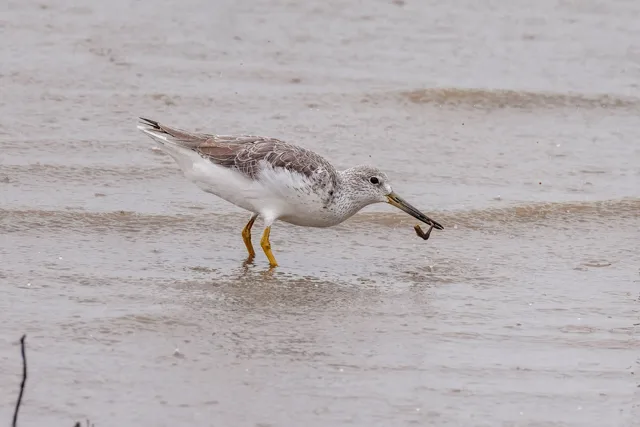 Gray shorebird with white underparts and yellow legs.