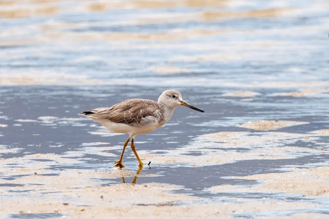 Gray shorebird with white underparts and yellow legs.