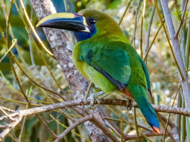 Small green toucan with yellow and black bill.