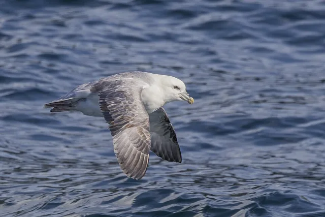 Short, squat gull looking bird with tubular bill.