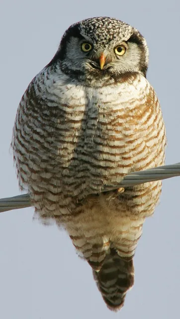 Brown owl with barred front and heavy black facial frame.