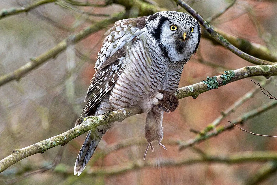 Brown owl with barred front and heavy black facial frame.