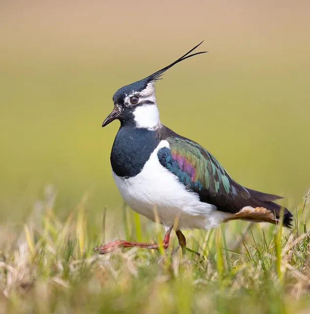 Striking bird with white breast and neck, black bid and crest.