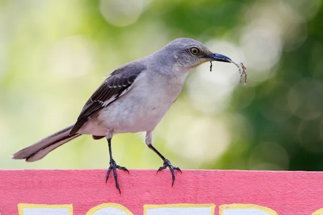 Large songbird with gray back and paler front.