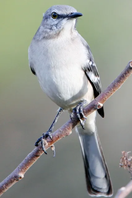Large songbird with gray back and paler front.