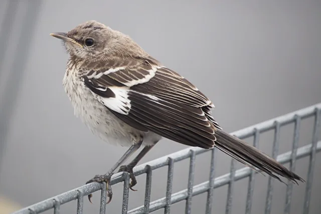 Large songbird with gray back and paler front.