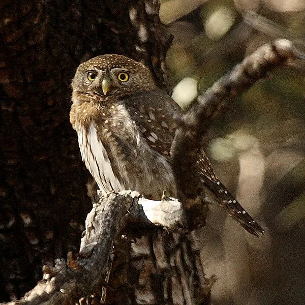 Small brown owl with yellow eyes.