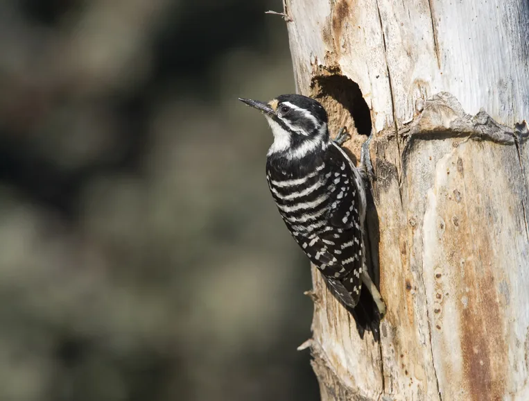 Small black and white woodpecker.