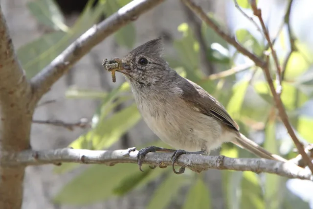 Small gray bush bird with small crest.
