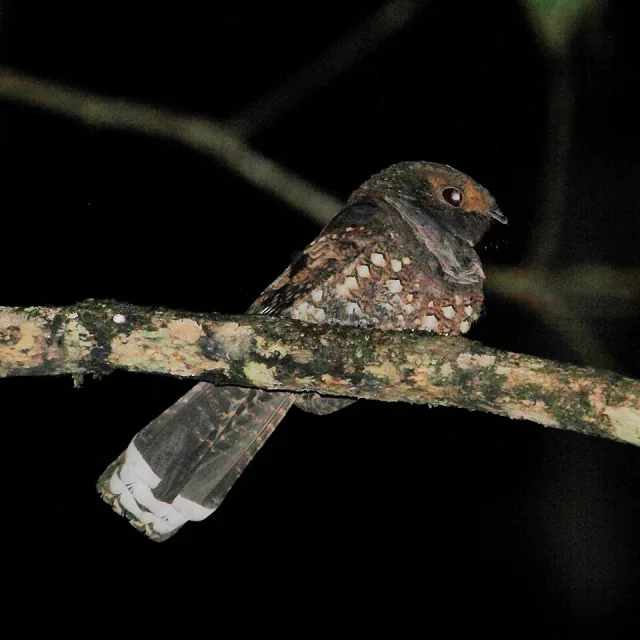 Small owl like bird with dark brown plumage and paler spots on the breast,