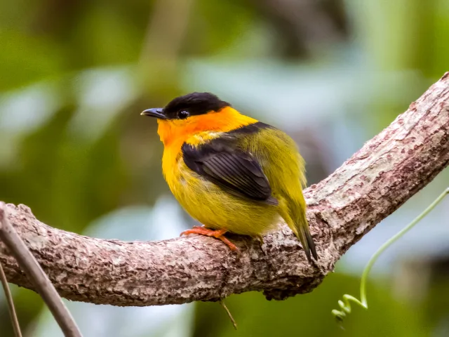 Tiny olive backed songbird with dark wings and head and bright orange collar.