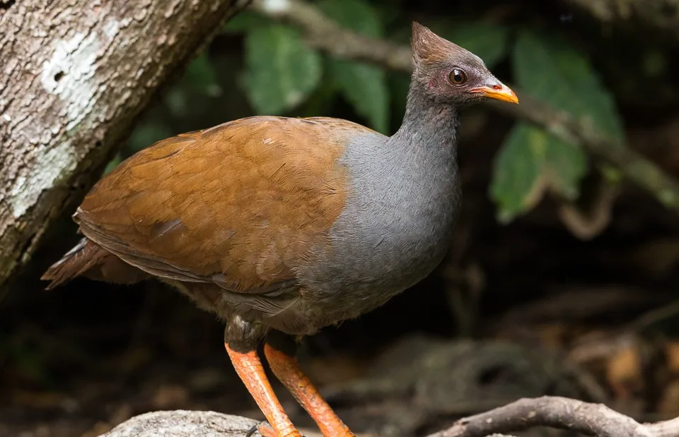Dark forest bird with chestnut back and dark blue gray breast and neck. It has a slight crest.