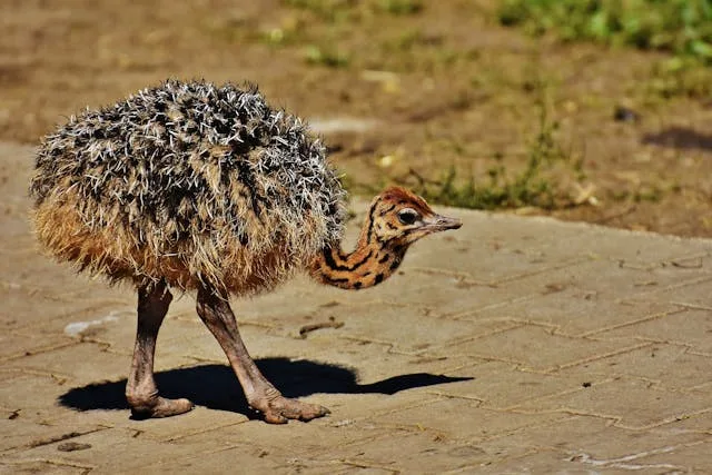 Young chick with long legs and brown and gray fluffy plumage.