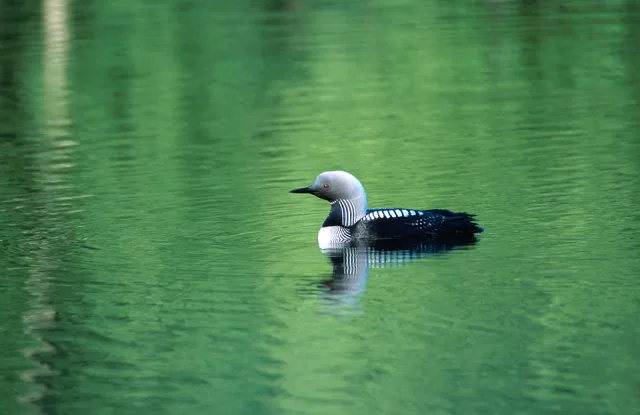 Large dark waterbird with white patterning and thick bill.