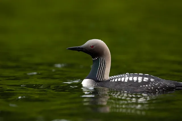 Large dark seabird with gray neck and slim bill.