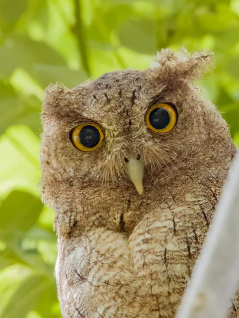 Pale brown owl with bright orange eyes.