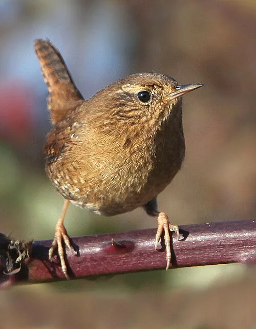 Small dark brown wren with faded eyebrow.