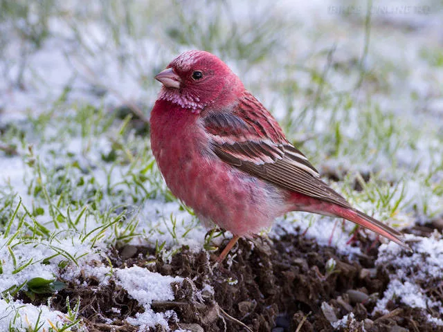 Pinky red small finch on the ground.