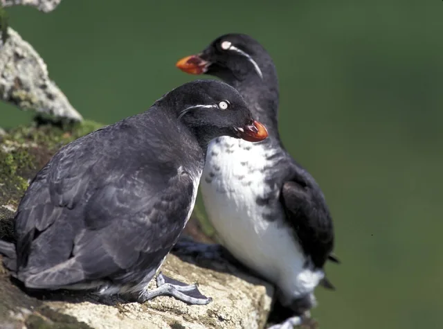 Small black seabird with white front, red bill and white eye stripe.