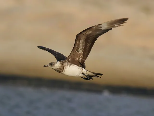 Large brown seabird with cream front.