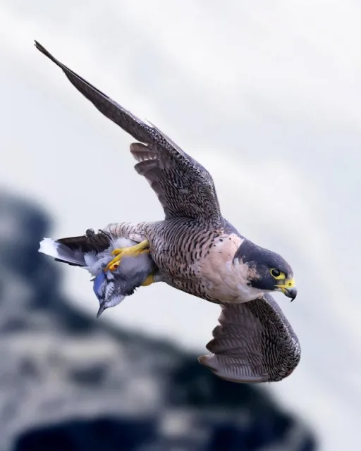 A sleek gray bird of prey in a shallow dive with prey in its claws.