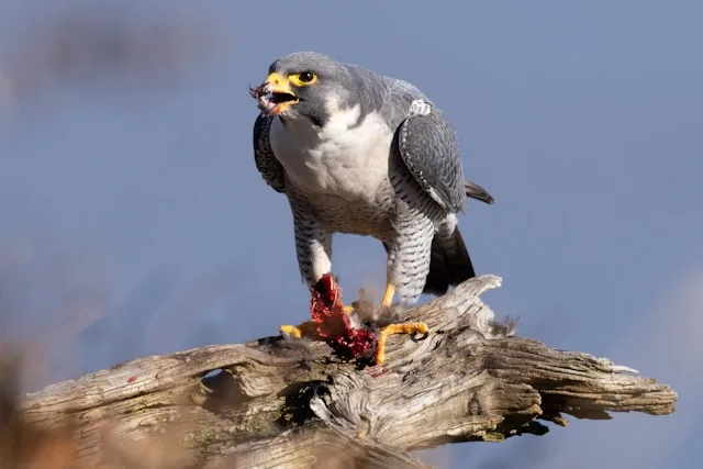 A largely dark gray bird of prey with white streak down the center of the face.