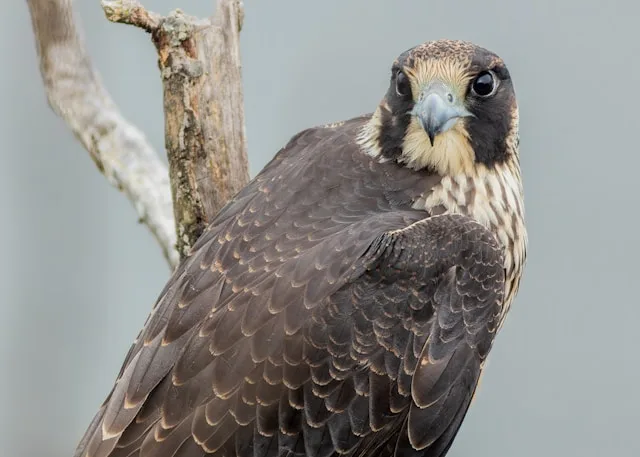 A largely dark gray bird of prey with white streak down the center of the face.