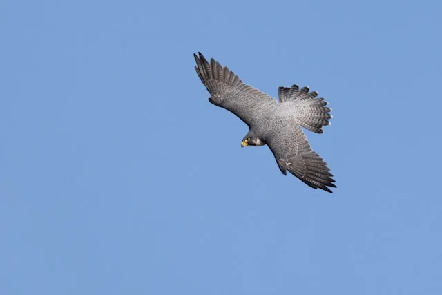 A sleek gray bird of prey in a shallow dive.