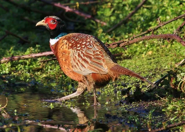 Striking Pheasant with brown plumage, black neck and red facial patch.