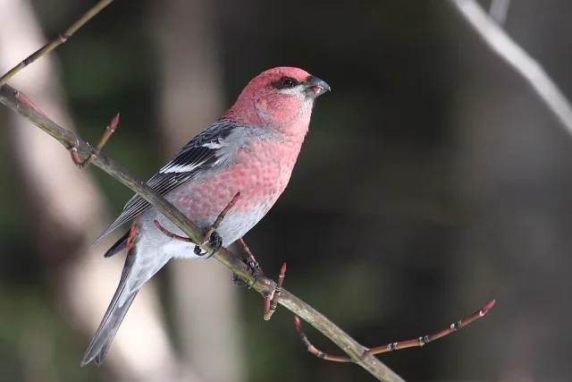 Large pink finch with darker wings and gray belly.