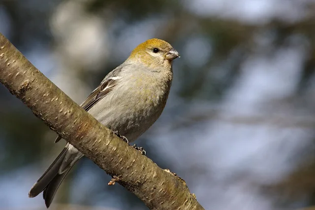 Large finch with olive coloring and tan belly.