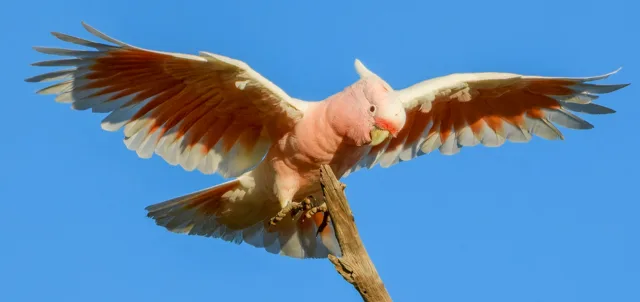 Large pink parrot landing with wings extended.