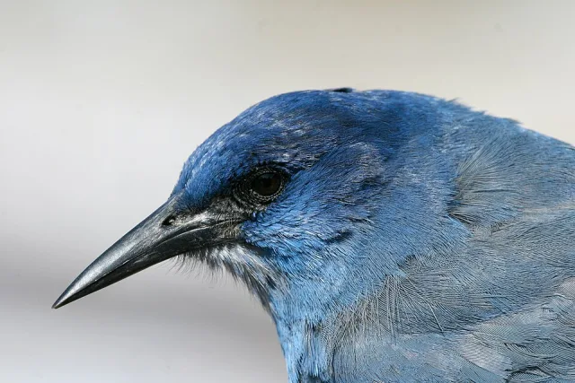 Large bright blue jay-like bird.