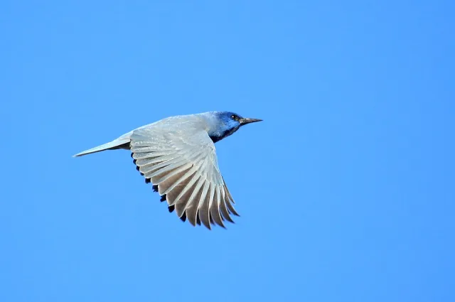 Large bright blue jay-like bird.
