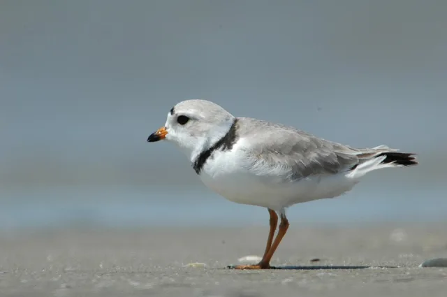 Tiny wader with black ring neck and small orange and black bill.