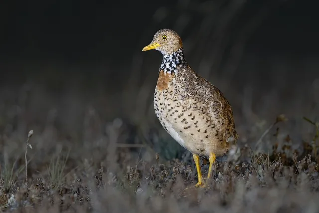 Gamebird like highly colored, yellow legged bird with bright eye, black and white collar and yellow bill.