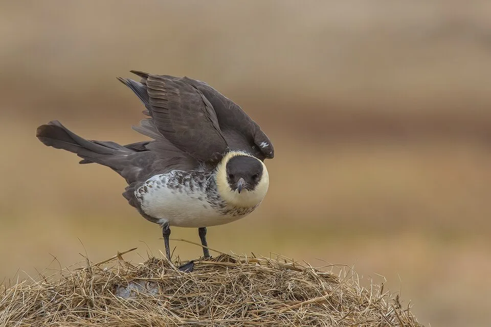Large brown seabird with cream front.