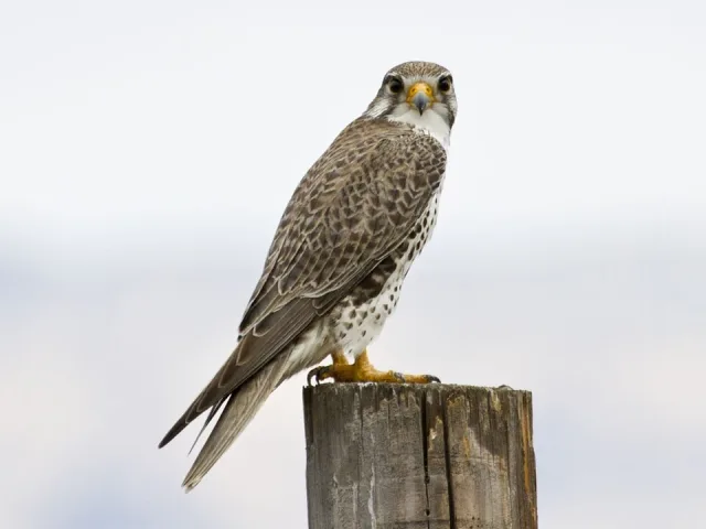Large bird of prey with dark speckled back and paler front. Black marks run through the eye.