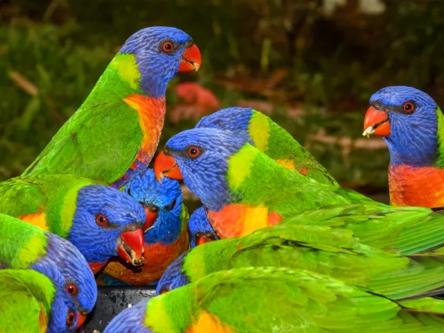 Multicolored parrot with blue belly and face, red chest and green back.