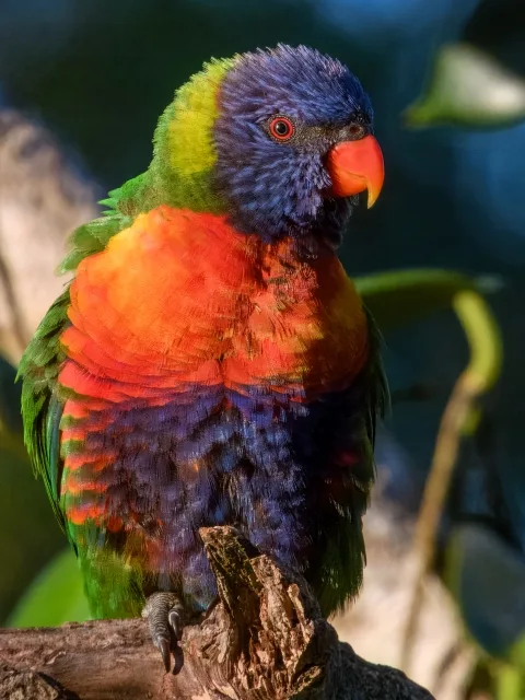 Multicolored parrot with blue belly and face, red chest and green back.