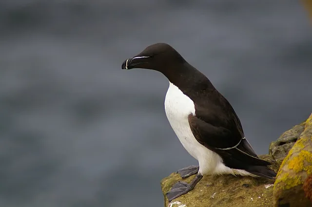 Black seabird with white front, sharp bill with white lines on it.