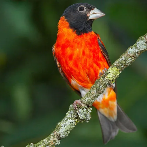 Bright reed songbird with black head.