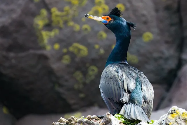 Large black seabird with crests on head and neck and bright red facial skin.
