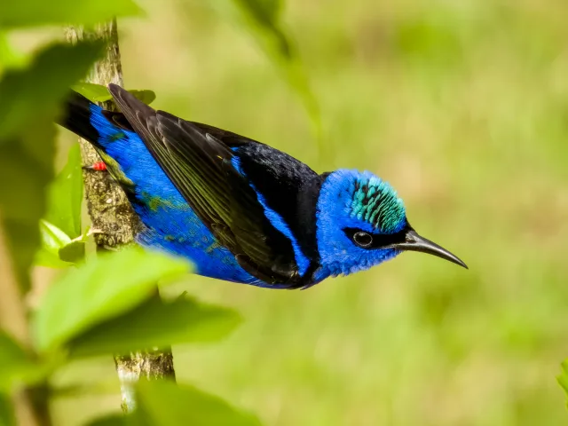 Brilliant blue bird with black back and shining head.