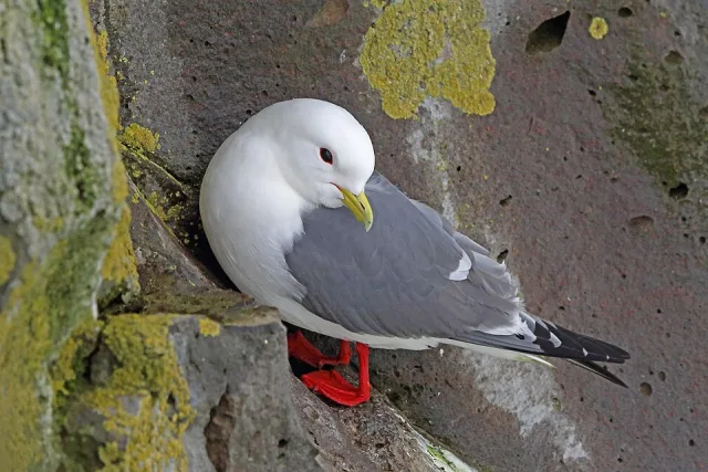 Small gray backed gull with yellow bill and bright red legs.