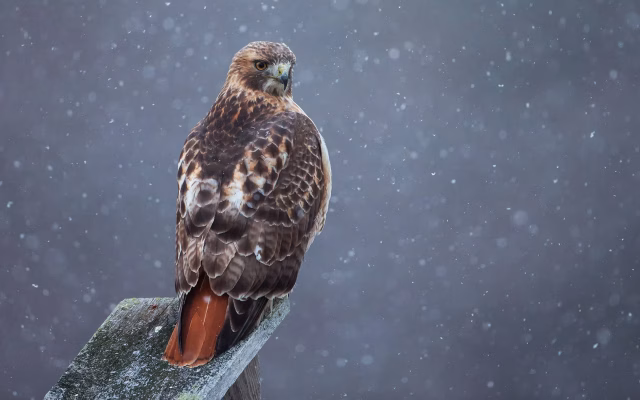 Large brown hawk with red tail.