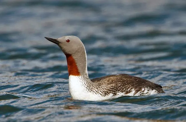 Large waterbird with gray, black and white plumage and vivid red streak on the throat.