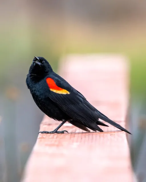 Blackbird with yellow and red shoulders.