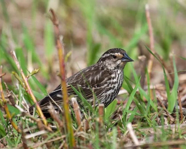 Brown bird with creamy streaks.