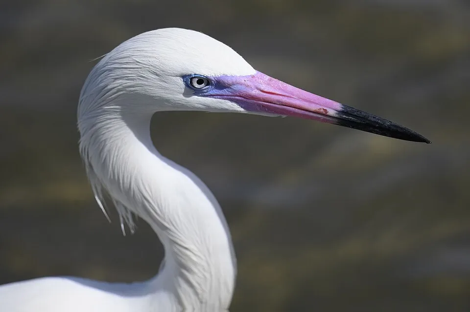 Large white heron with black-tipped pink bill.